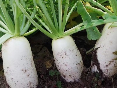 甜脆三尺象牙白萝卜种子白罗卜种籽耐寒耐湿秋播农家菜园蔬菜种孑图5