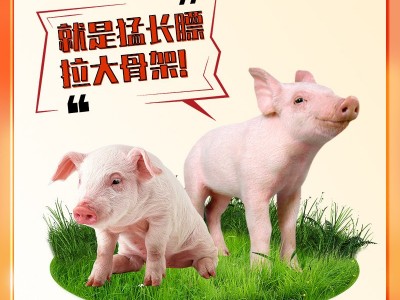 维诺仔猪多维小猪开口料维生素预混料助力生长减少应激饲料添加剂图2