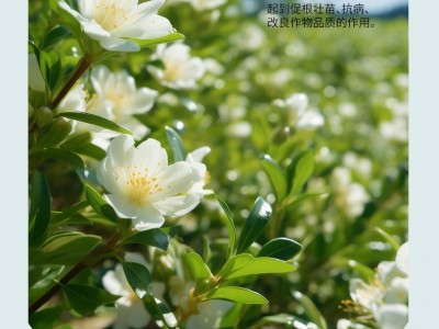 豆粕有机肥颗粒发酵种花种菜盆栽肥料蔬菜花卉生物肥腐熟通用肥图2