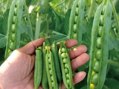 豌豆种子甜水水果甜豌豆耐寒早熟种子种籽荷兰豆豌豆尖食用家庭园图2