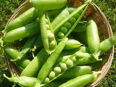 豌豆种子甜水水果甜豌豆耐寒早熟种子种籽荷兰豆豌豆尖食用家庭园图3