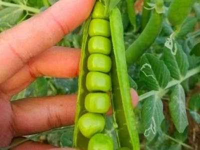 豌豆种子甜水水果甜豌豆耐寒早熟种子种籽荷兰豆豌豆尖食用家庭园图4