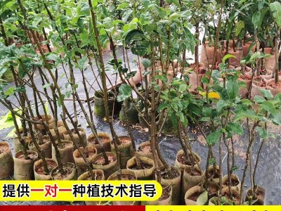 【基地直发】梨树树苗南北方种植带土带叶嫁接高产大果云南红梨桂图4