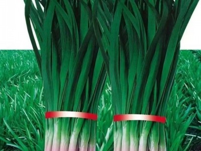 独根红韭菜种子韭菜籽韭菜种籽紫根红根宽叶大叶耐热耐寒高产图3