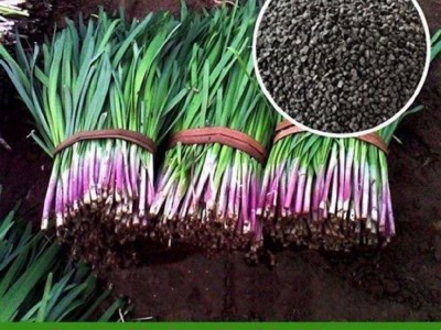 独根红韭菜种子韭菜籽韭菜种籽紫根红根宽叶大叶耐热耐寒高产图2