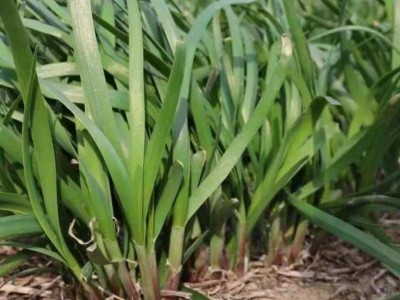 独根红韭菜种子韭菜籽韭菜种籽紫根红根宽叶大叶耐热耐寒高产图5