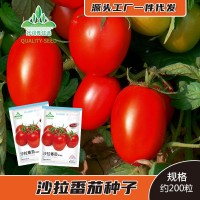 沙拉番茄种子果酱加工番茄酱种籽红色西红柿种孑春季四季菜籽菜种