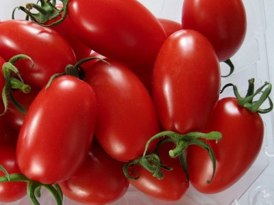 沙拉番茄种子果酱加工番茄酱种籽红色西红柿种孑春季四季菜籽菜种图4