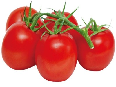 沙拉番茄种子果酱加工番茄酱种籽红色西红柿种孑春季四季菜籽菜种图5