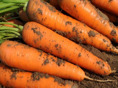 三红九寸参胡萝卜种子红萝卜红皮红心水果胡罗卜种孑秋季菜种子籽图4