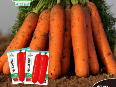 三红九寸参胡萝卜种子红萝卜红皮红心水果胡罗卜种孑秋季菜种子籽图2