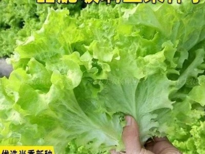 甜脆玻璃生菜种子割完又长速生四季种菜籽阳台盆栽庭院春秋易播Z图3