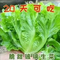 甜脆玻璃生菜种子割完又长速生四季种菜籽阳台盆栽庭院春秋易播Z