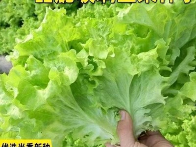 甜脆玻璃生菜种子割完又长速生四季种菜籽阳台盆栽庭院春秋易播Z图4
