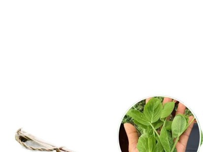 无须豌豆苗种子荷兰豆豌豆尖种籽芽苗菜种子原装四季蔬菜种子大全图5