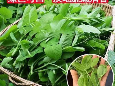 无须豌豆苗种子荷兰豆豌豆尖种籽芽苗菜种子原装四季蔬菜种子大全图2