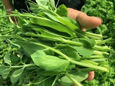 无须豌豆苗种子荷兰豆豌豆尖种籽芽苗菜种子原装四季蔬菜种子大全图3