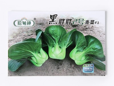 黑胖胖杂交黑菜种子杂交苏州青矮青菜种子阳台盆栽易种植蔬菜种子图4