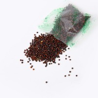 黑胖胖杂交黑菜种子杂交苏州青矮青菜种子阳台盆栽易种植蔬菜种子