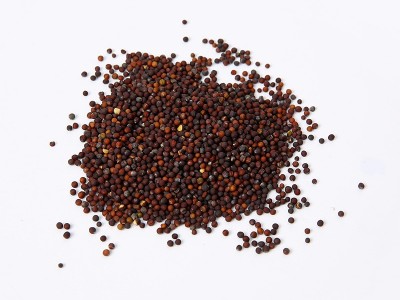 黑胖胖杂交黑菜种子杂交苏州青矮青菜种子阳台盆栽易种植蔬菜种子图3