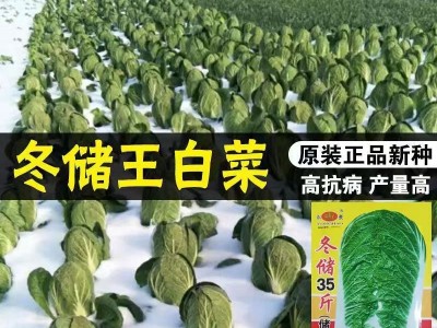 冬储35斤秋播大白菜种子东北北方耐储藏越冬白菜籽图4