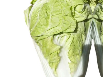 冬储35斤秋播大白菜种子东北北方耐储藏越冬白菜籽图5