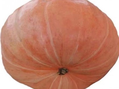 南瓜种子懒人南瓜种子新品观赏庭院食用四季蔬菜种子大全图5