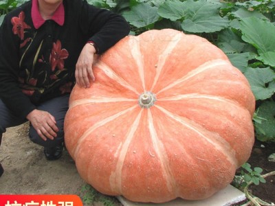 南瓜种子懒人南瓜种子新品观赏庭院食用四季蔬菜种子大全图4