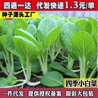 四季小白菜种孑绿叶甜白菜种籽农家菜园青菜籽种阳台盆栽蔬菜种孑