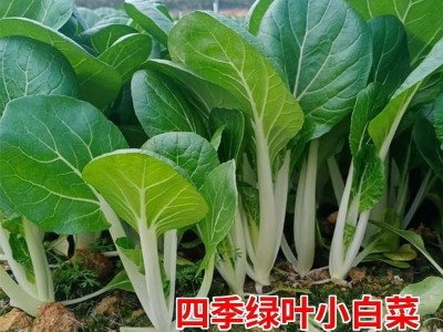 四季小白菜种孑绿叶甜白菜种籽农家菜园青菜籽种阳台盆栽蔬菜种孑图2