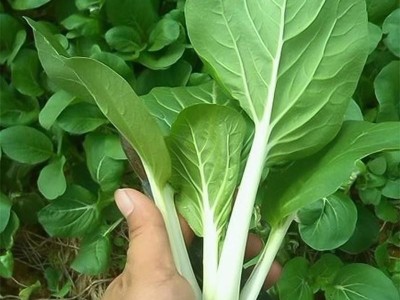 四季小白菜种孑绿叶甜白菜种籽农家菜园青菜籽种阳台盆栽蔬菜种孑图3