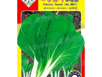 四季小白菜种孑绿叶甜白菜种籽农家菜园青菜籽种阳台盆栽蔬菜种孑图4