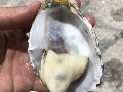 鲜活广东湛江贝类牡蛎生蚝半壳带壳100斤商用生蚝地摊烧烤批发图2