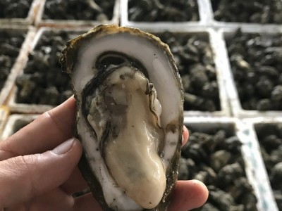 鲜活广东湛江贝类牡蛎生蚝半壳带壳100斤商用生蚝地摊烧烤批发图4