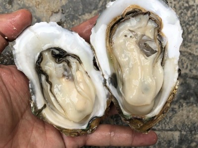 鲜活广东湛江贝类牡蛎生蚝半壳带壳100斤商用生蚝地摊烧烤批发图3
