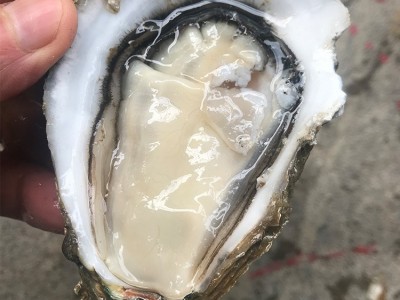 深圳牡蛎湛江生蚝批发鲜活水产海鲜新鲜台山带壳烧烤一箱100斤图2