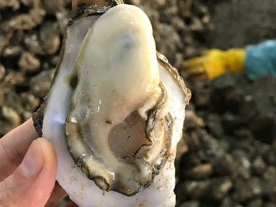 深圳牡蛎湛江生蚝批发鲜活水产海鲜新鲜台山带壳烧烤一箱100斤图5