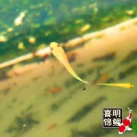 2025年喜明春季水花鱼苗批发预订往届锦鲤水花成长过程分享