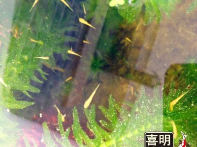 2025年喜明春季水花鱼苗批发预订往届锦鲤水花成长过程分享图4