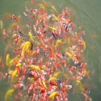 锦鲤鱼苗渔场锦鲤苗种优选好锦鲤小鱼苗活体风水观赏鱼苗活体