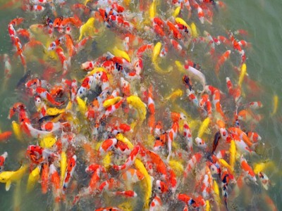 锦鲤鱼苗渔场锦鲤苗种优选好锦鲤小鱼苗活体风水观赏鱼苗活体图2