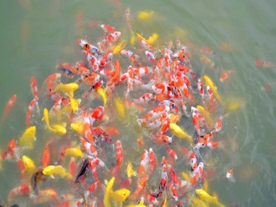 锦鲤鱼苗渔场锦鲤苗种优选好锦鲤小鱼苗活体风水观赏鱼苗活体图5