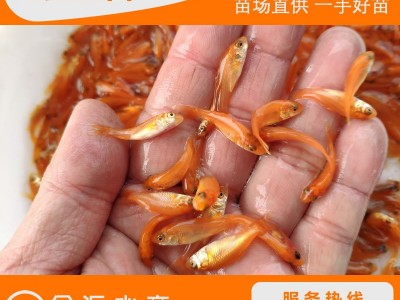 红鲤鱼苗 兴国红鲤苗 荷包红鲤鱼苗 玻璃红鲤鱼苗 放生鱼 观赏鱼图2