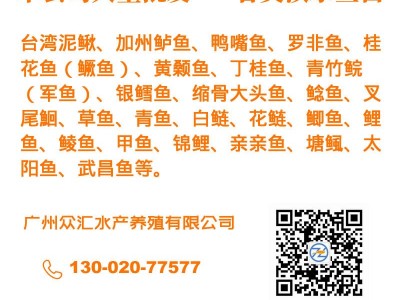 红鲤鱼苗 兴国红鲤苗 荷包红鲤鱼苗 玻璃红鲤鱼苗 放生鱼 观赏鱼图5
