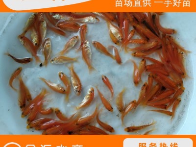 红鲤鱼苗 兴国红鲤苗 荷包红鲤鱼苗 玻璃红鲤鱼苗 放生鱼 观赏鱼图3