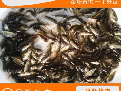 批发罗非鱼苗 新吉富罗非鱼苗 单性罗非鱼苗 福寿鱼 量大优惠图3