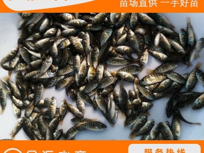 批发罗非鱼苗 新吉富罗非鱼苗 单性罗非鱼苗 福寿鱼 量大优惠图2