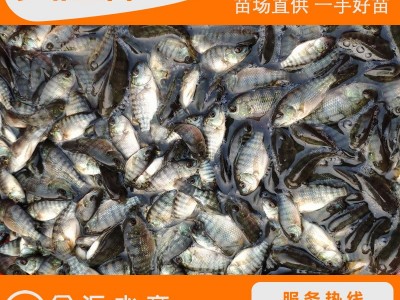 批发罗非鱼苗 新吉富罗非鱼苗 单性罗非鱼苗 福寿鱼 量大优惠图5
