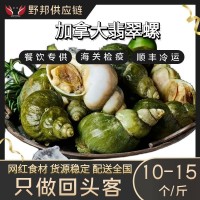 加拿大翡翠螺大海螺海鲜水产自助餐刺身料理火锅烧烤食材批发野生