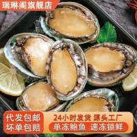 新鲜冷冻大号鲍鱼现货速冻鲍鱼佛跳墙原料带壳鲍鱼海鲜水产批发